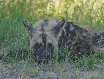 Wildehond / Wild Dog