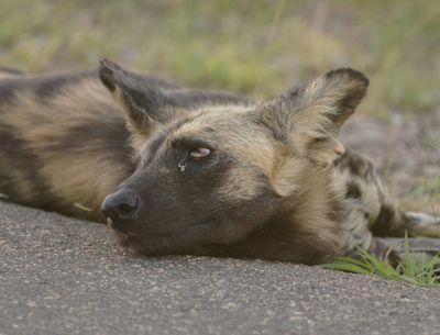 Wildehond / Wild Dog