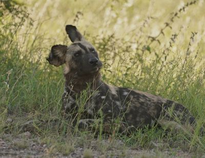 Wildehond / Wild Dog