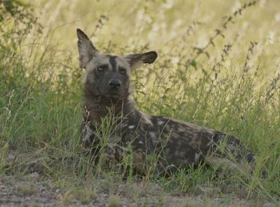 Wildehond / Wild Dog
