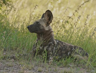 Wildehond / Wild Dog