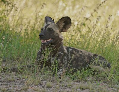 Wildehond / Wild Dog