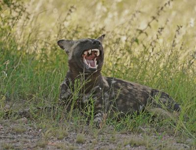 Wildehond / Wild Dog