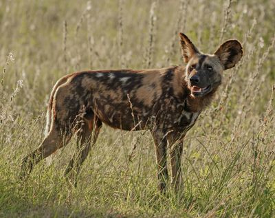 Wildehond / Wild Dog