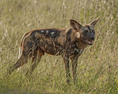 Wildehond / Wild Dog