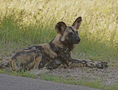 Wildehond / Wild Dog