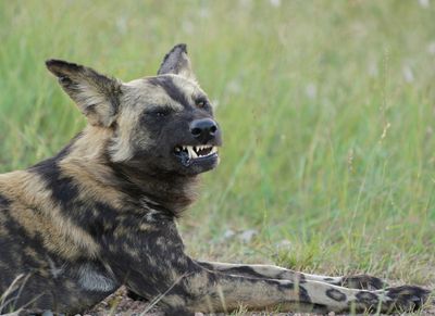 Wildehond / Wild Dog