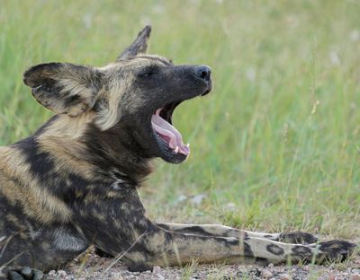 Wildehond / Wild Dog