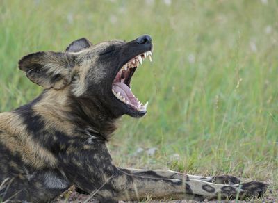 Wildehond / Wild Dog