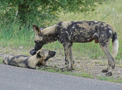 Wildehond / Wild Dog