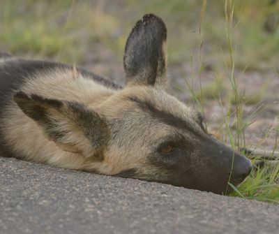 Wildehond / Wild Dog