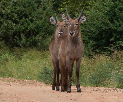 Waterbok / Waterbuck