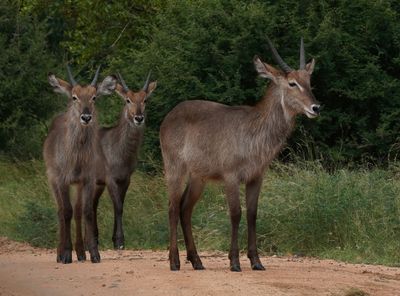 Waterbok / Waterbuck