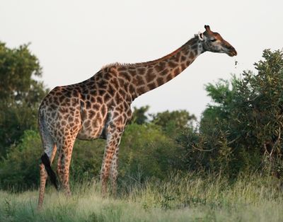 Kameelperd / Giraffe