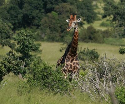 Kameelperd / Giraffe