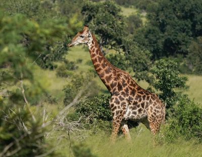 Kameelperd / Giraffe
