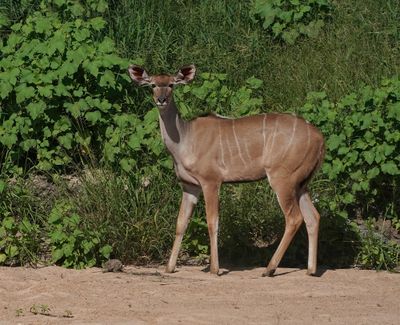 Koedoe / Greater Kudu