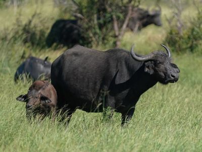Buffel / African Buffalo