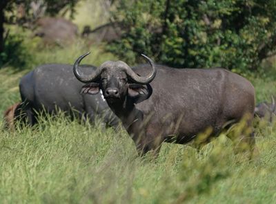 Buffel / African Buffalo