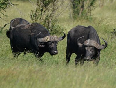 Buffel / African Buffalo