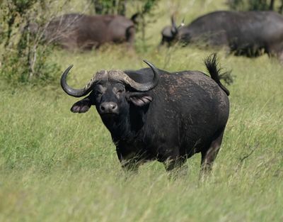 Buffel / African Buffalo