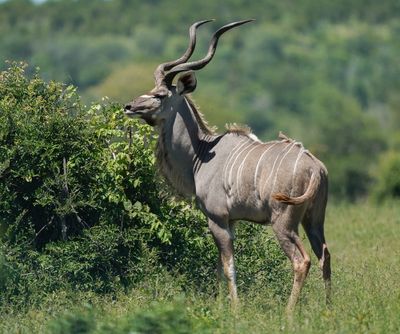 Koedoe / Greater Kudu