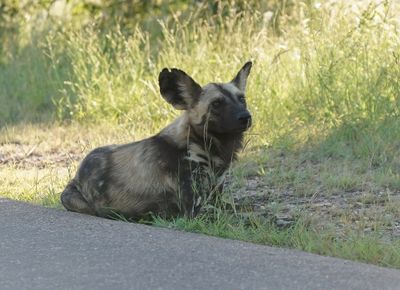 Wildehond / Wild Dog
