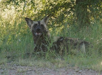 Wildehond / Wild Dog