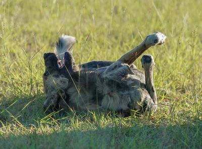 Wildehond / Wild Dog