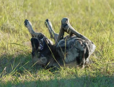 Wildehond / Wild Dog