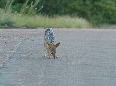 Rooijakkals / Black-backed Jackal