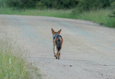 Rooijakkals / Black-backed Jackal