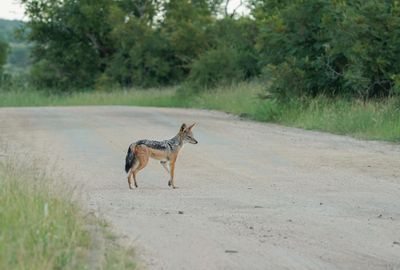 Rooijakkals / Black-backed Jackal