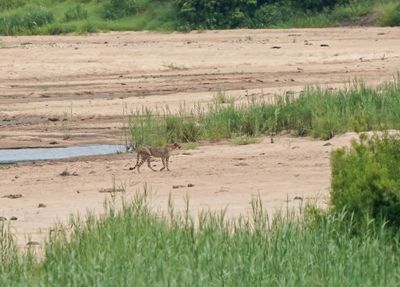 Jagluiperd / Cheetah