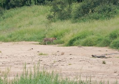 Jagluiperd / Cheetah