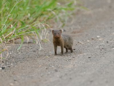 Dwergmuishond / Dwarf Mongoose