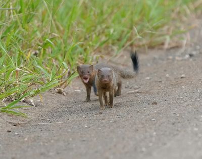 Dwergmuishond / Dwarf Mongoose
