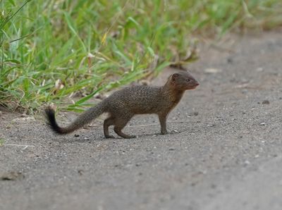 Dwergmuishond / Dwarf Mongoose