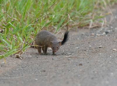 Dwergmuishond / Dwarf Mongoose