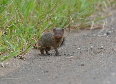 Dwergmuishond / Dwarf Mongoose