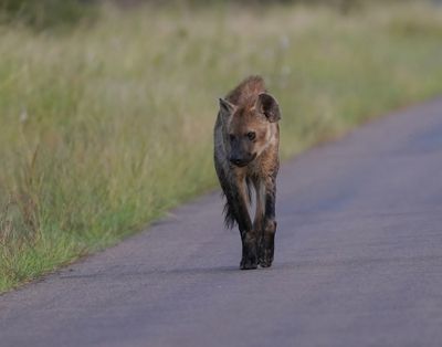 Gevlekte Hiëna / Spotted Hyena