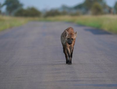 Gevlekte Hiëna / Spotted Hyena
