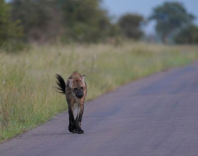 Gevlekte Hiëna / Spotted Hyena