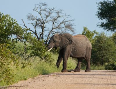 Savanne-olifant / African Elephant