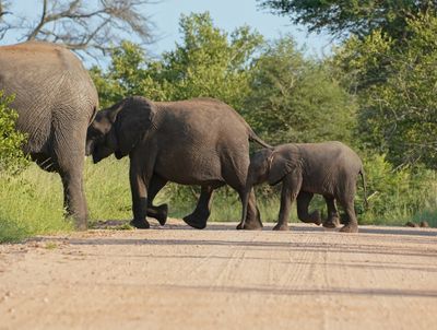 Savanne-olifant / African Elephant