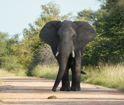 Savanne-olifant / African Elephant