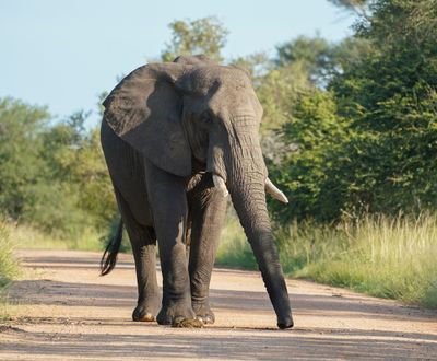 Savanne-olifant / African Elephant