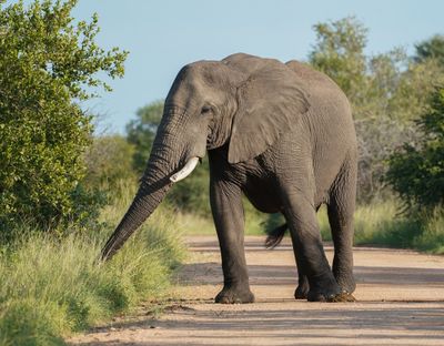 Savanne-olifant / African Elephant