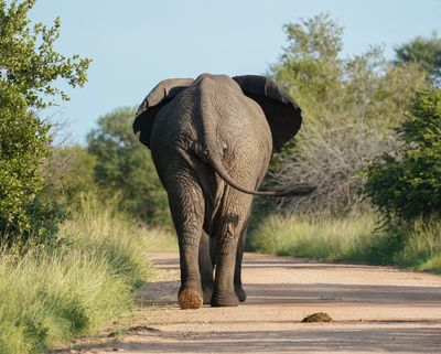 Savanne-olifant / African Elephant