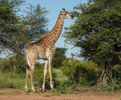 Kameelperd / Giraffe